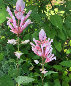 Salvia involucrata Pink Icicles, Salvia Pink Icicles, Bethel Sage, Pink Salvia, Pink flowering Salvia, perennial, cottage plant