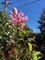 Salvia involucrata Pink Icicles, Salvia Pink Icicles, Bethel Sage, Pink Salvia, Pink flowering Salvia, perennial, cottage plant