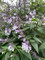 Salvia Phyllis Fancy, Salvia, summer flowering Salvia, autumn flowering Salvia, perennial, cottage plants