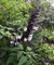 Salvia Meigan’s Magic, perennial Salvia, Sage, Cottage plant Salvia