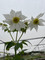 Dahlia imperialis Single White, Tree Dahlia, Single WhiteTee Dahlia, perennial, cottage plant, autumn flowering Dahlia, tall Dahlia