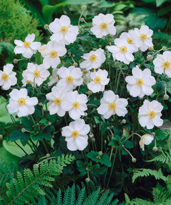 Anemone japonica Honorine Jobert, White Japanese Windflower