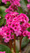 Bergenia cordifolia Bressingham Ruby, Bergenia, Bergenia Pink, Elephant Ears, Pigsqueak, Heartleaf