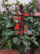 Salvia splendens x hirtella 'Firecracker'