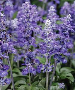 Salvia unplugged so blue, proven winners, cottage plant, perennial