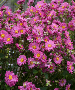 Anemone Falls in Love Sweetly, Japanese Winderflower, Proven Winners