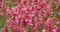 Agastache aurantica Sweet Lili, Cottage Plant, perennial