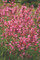 Agastache aurantica Sweet Lili, Cottage Plant, perennial