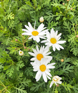 Argyranthemum frutescens Snowman , Old Fashioned Large Single White Daisy, Margueirte Daisy, Perennial, Cottage plants