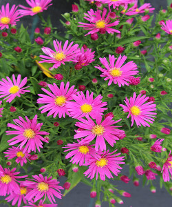 Aster novi-belgii 'Pink', perennial, Cottage plant, Easter daisy