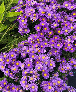 Aster novi-belgii 'Purple', perennial, Cottage plant, Easter daisy