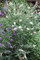 Buddelia, Buddleja Buzz Ivory, Butterfly bush