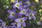 Campanula poscharskyana 'Blue Gown', Bell flower, bellflower, cottage plant, perennial