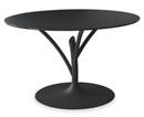 Acacia Dining Table By Calligaris