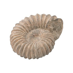 Shell Fossil Sculpture