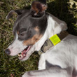 HiViz tacWrap on an Alpha Dog Collar