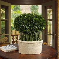 Tuscan Style Topiaries