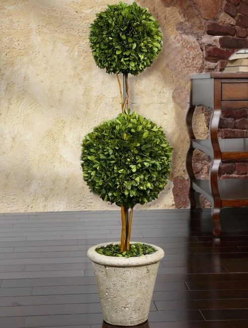 Double Ball Preserved Boxwood Topiary Tree - BellaSoleil.com