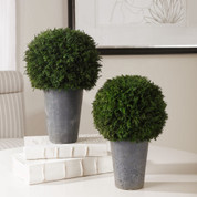 Preserved Cypress Ball Topiaries