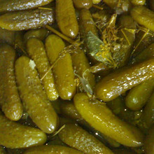 Sour Pickles (Eastern European Style )