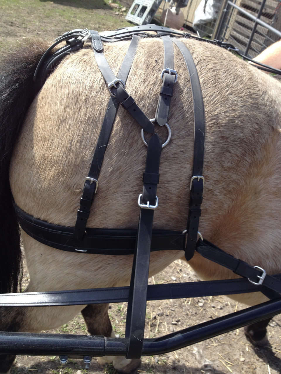3 Point Adjustable Kicking Strap, discourages the horse from kicking