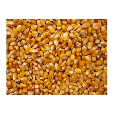 Grains Popcorn Yellow (1x5LB )