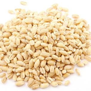 Giusto's Sproutng Barley (1x25LB )