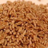 Wheat Montana Bc Hard Red Wheat (1x50LB )