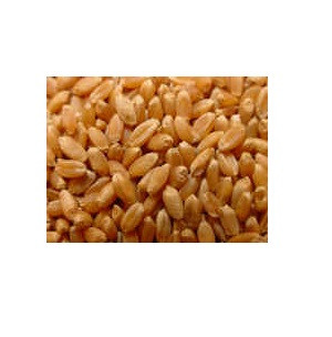 Grains Og1 Hard Spring Wheat (1x50Lb)