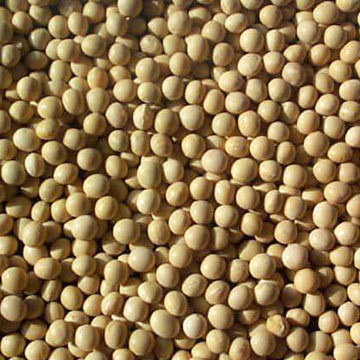 Beans Soybeans (1x25LB )