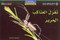 National Geographic: Level 16 - Spiders Spin Silk (Arabic-English)