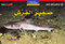 National Geographic: Level 3 - The Baby Shark  (Arabic-English)