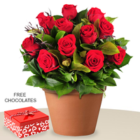 12 Red Rose In An Pot, FREE chocolates