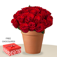 24 Red Roses In A Pot FREE chocolates