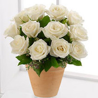 12 White Roses In A Pot
