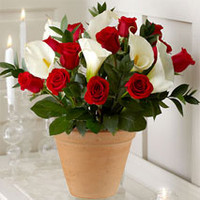 12 Red Roses And Calla Lily Pot