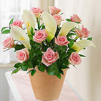 12 Pink Roses And Calla Lily Pot