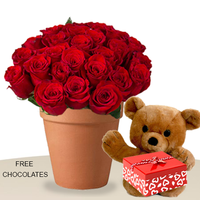 24 Red Roses In A Pot With Teddy And Free Chocolates
