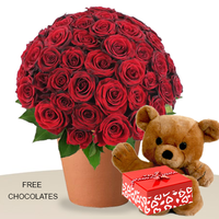 60 Red Roses In A Pot With Teddy And FREE Chocolates