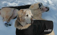 Oilskin Dog Coat Luxurious Sherpa Lining . Whippets, Greyhounds and Large sizes also available.