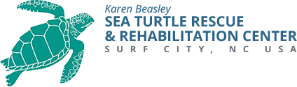 sea-turtle-charity.png