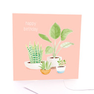 Bunch of Birthday Plants