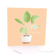 Thankyou Plant