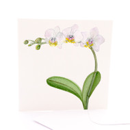 Botanica Phalaenopsis