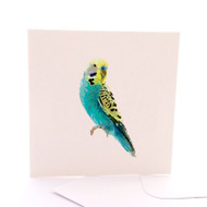 Budgie