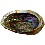 Abalone Shell - Medium to Large 
