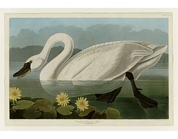 John James Audubon - The Birds of America Collection