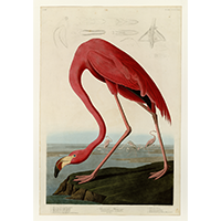 John James Audubon's Ameri..<p><strong>Price: $317.00</strong> </p>]]></description>
			<content:encoded><![CDATA[<div style='float: right; padding: 10px;'><a href=