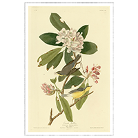 Audubon Canada Warble..<p><strong>Price: $317.00</strong> </p>]]></description>
			<content:encoded><![CDATA[<div style='float: right; padding: 10px;'><a href=