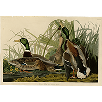 John James Audubon's M..<p><strong>Price: $317.00</strong> </p>]]></content>
		<draft xmlns=